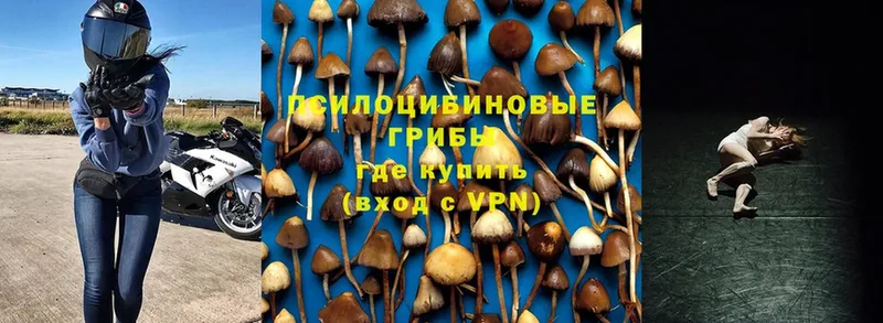 Псилоцибиновые грибы Psilocybe  Заводоуковск 